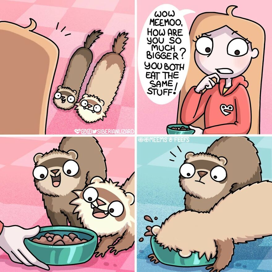 Siberian Artist Hilariously Illustrates Her Daily Life Routine With Her Two Ferrets (New Pics)