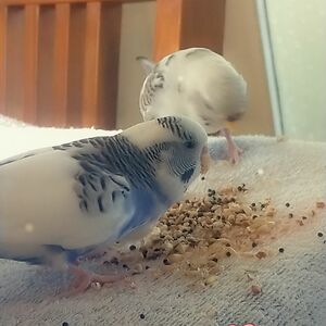 mooseie12thelocalsniperdog avatar