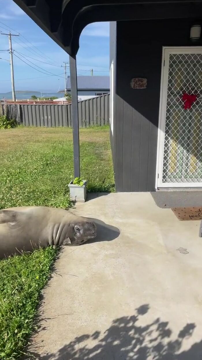 Niel The Seal Terrorizes Tiny Tasmanian Town And The Internet Adores Him Niel The Seal Terrorizes Tiny Tasmanian Town And The Internet Adores Him