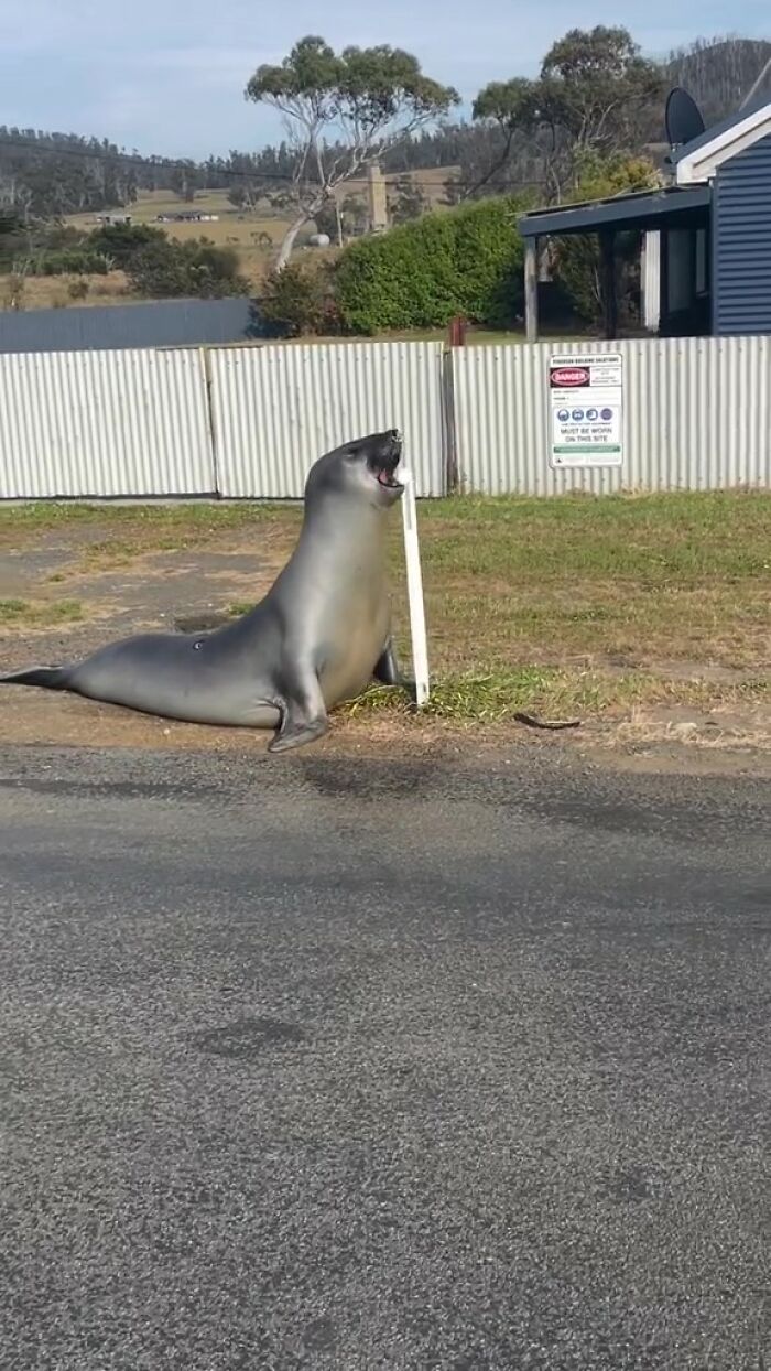 Niel The Seal Terrorizes Tiny Tasmanian Town And The Internet Adores Him Niel The Seal Terrorizes Tiny Tasmanian Town And The Internet Adores Him