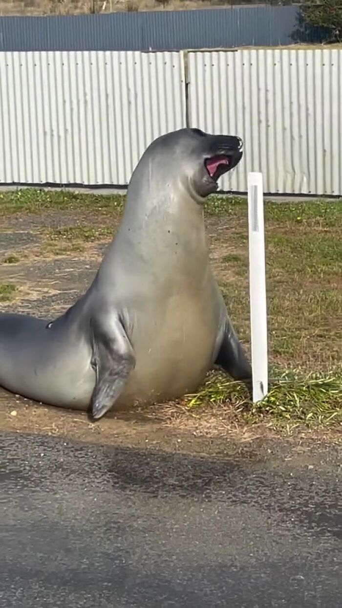 Niel The Seal Terrorizes Tiny Tasmanian Town And The Internet Adores Him Niel The Seal Terrorizes Tiny Tasmanian Town And The Internet Adores Him