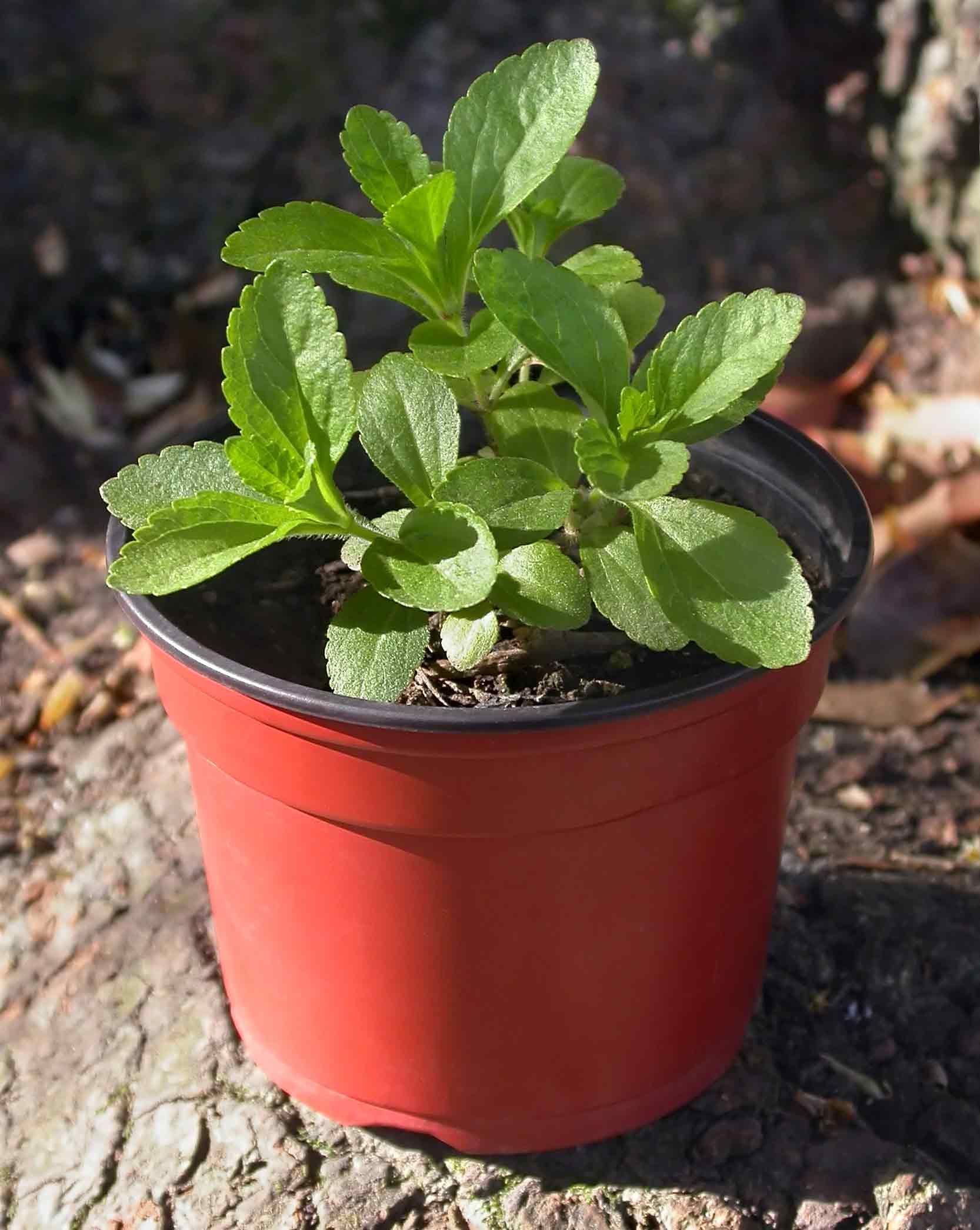 Stevia (Stevia rebaudiana) plant in a pot Stevia (Stevia rebaudiana) plant in a pot