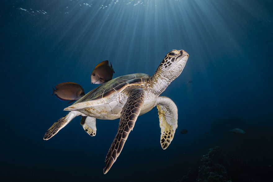 Ocean Portfolio Award, 2nd Place Winner Renee Capozzola