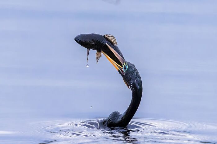 Jennifer Sunglao Perez, Cape Coral, United States