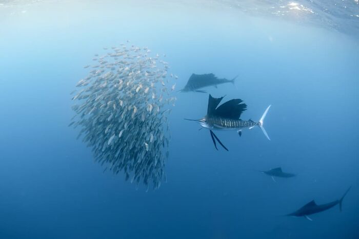 Andy Lerner, Encino, United States