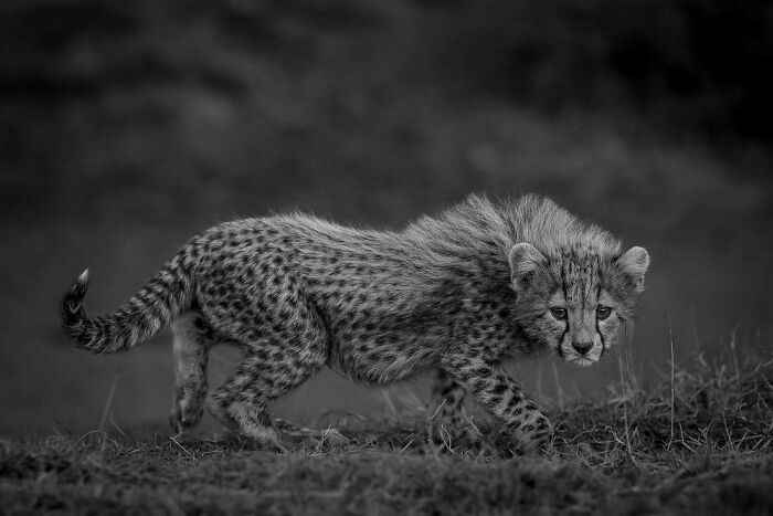 Pedro Ferreira Do Amaral, Estoril, Portugal