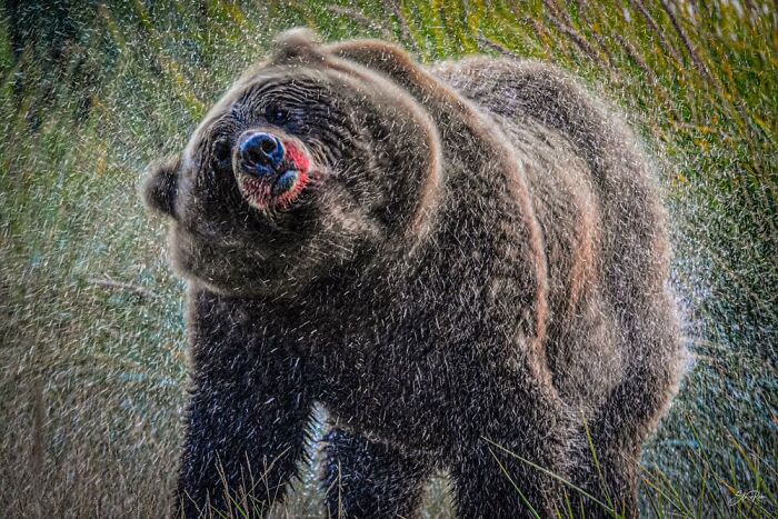 Stue Rees, Gore, New Zealand