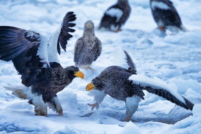 Kei Nomiyama, Matsuyama, Japan