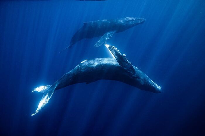 Junya Higashi, Chiba, Japan