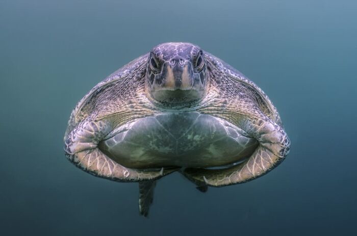 Daniele Comin, Treviso, Italy