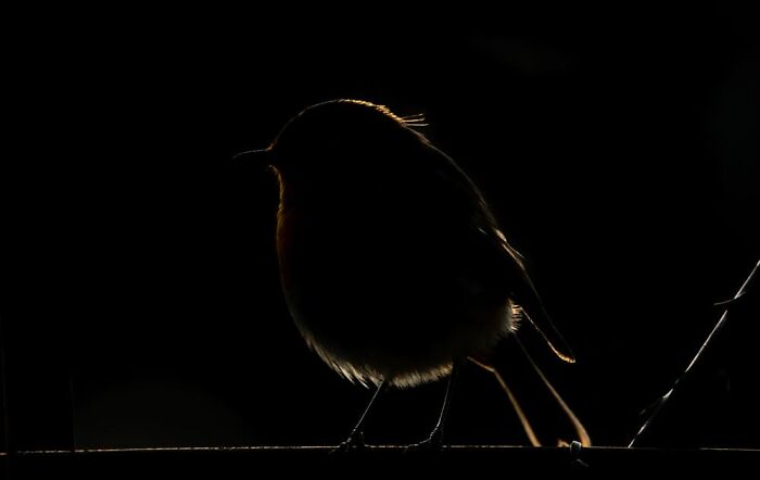 Camille Briottet, Lyon, France