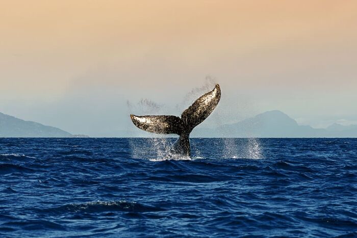 Zlati Zlatev, Sofia, Bulgaria