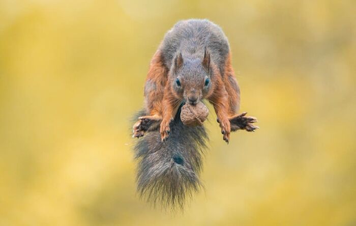 Niki Colemont, Diepenbeek, Belgium