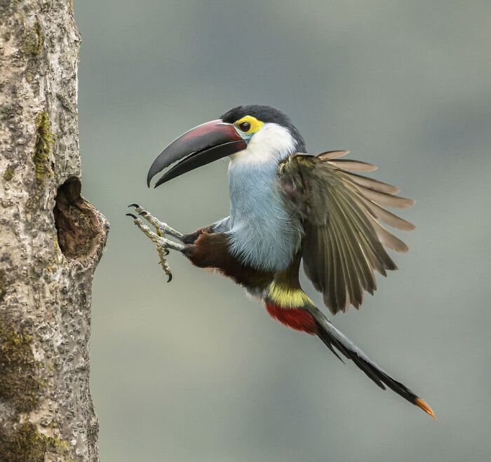 Marcello Galleano, Albisola Superiore Sv, Italy