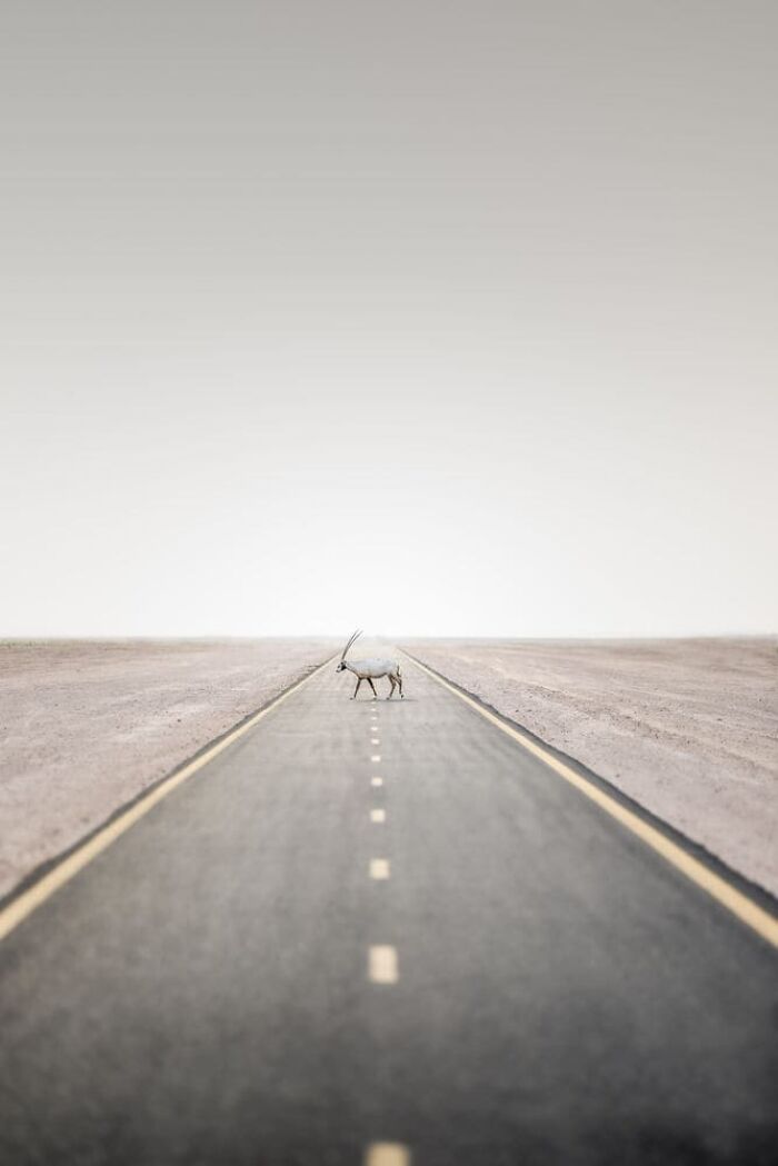 Daniel Newton, United Arab Emirates