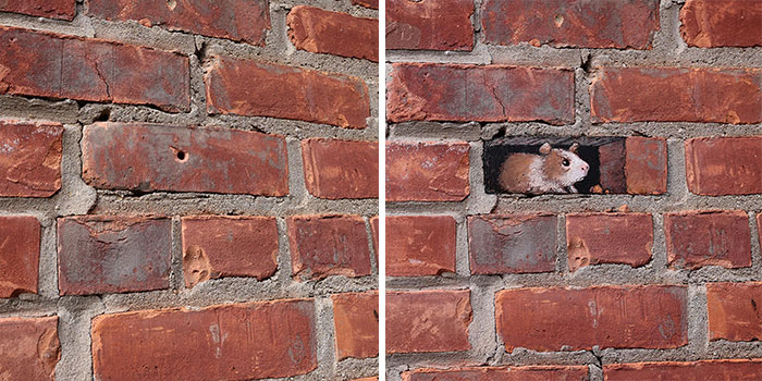 The Ephemeral Art Of Chalk. David Zinn Extracts Life From The Streets And Walls (New Pics)
