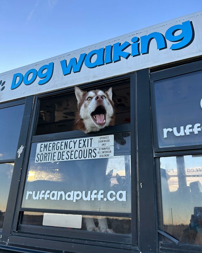 Guy Converts A School Bus To Take Dogs On Daily Adventures