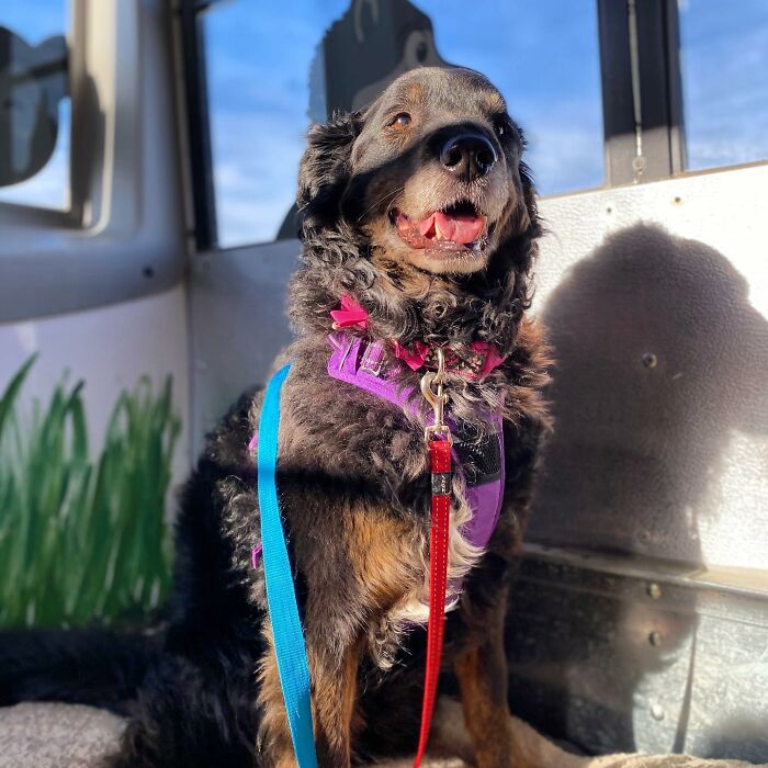Guy Converts A School Bus To Take Dogs On Daily Adventures