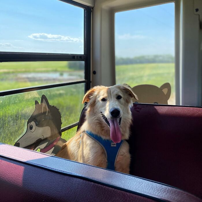 Guy Converts A School Bus To Take Dogs On Daily Adventures