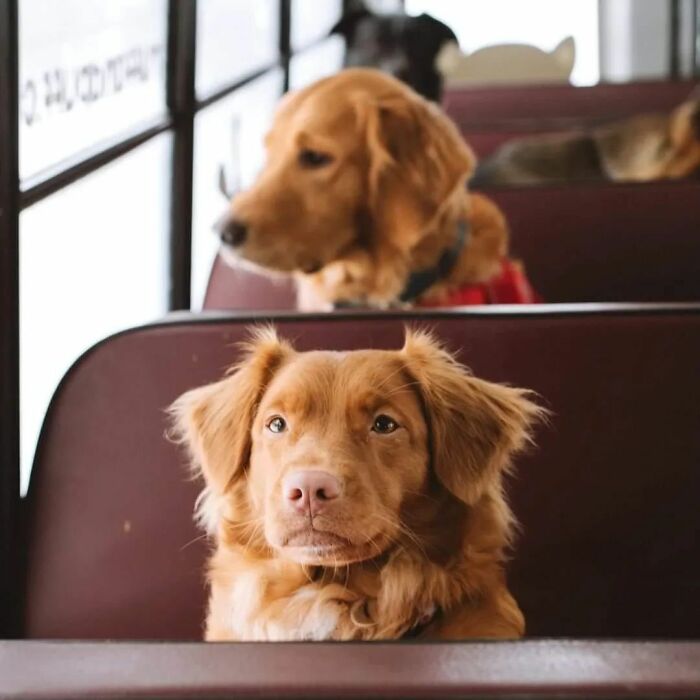 Guy Converts A School Bus To Take Dogs On Daily Adventures
