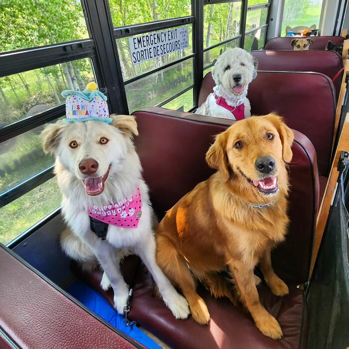 Guy Converts A School Bus To Take Dogs On Daily Adventures