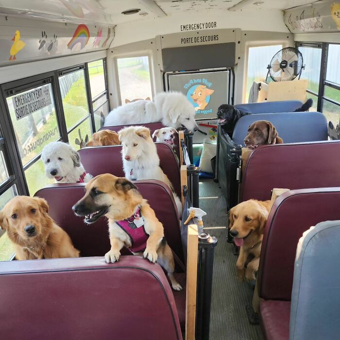 Guy Converts A School Bus To Take Dogs On Daily Adventures