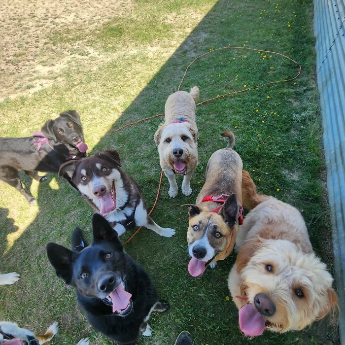 Guy Converts A School Bus To Take Dogs On Daily Adventures