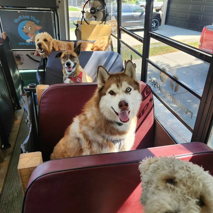 Guy Converts A School Bus To Take Dogs On Daily Adventures