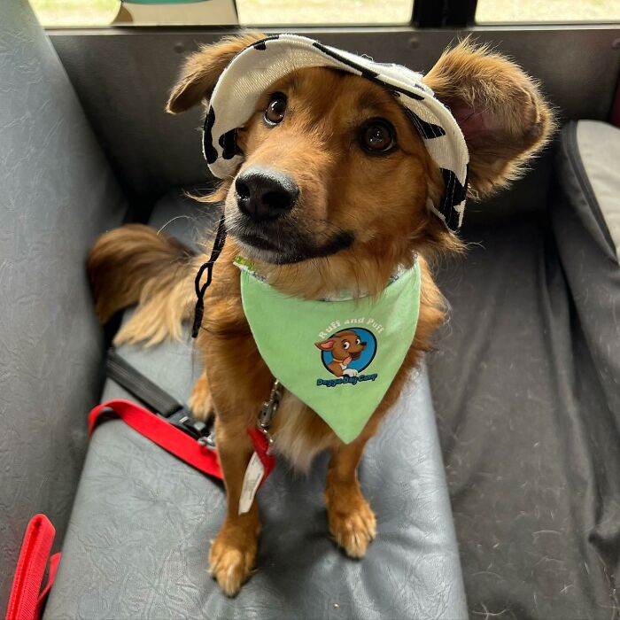 Guy Converts A School Bus To Take Dogs On Daily Adventures