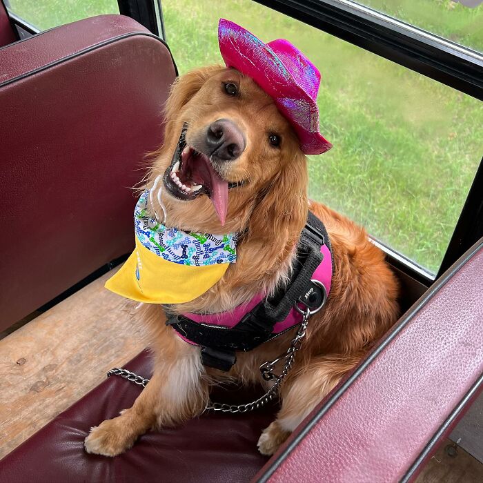 Guy Converts A School Bus To Take Dogs On Daily Adventures