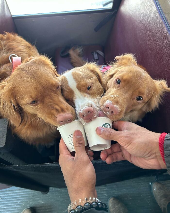 Guy Converts A School Bus To Take Dogs On Daily Adventures