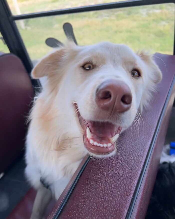Guy Converts A School Bus To Take Dogs On Daily Adventures