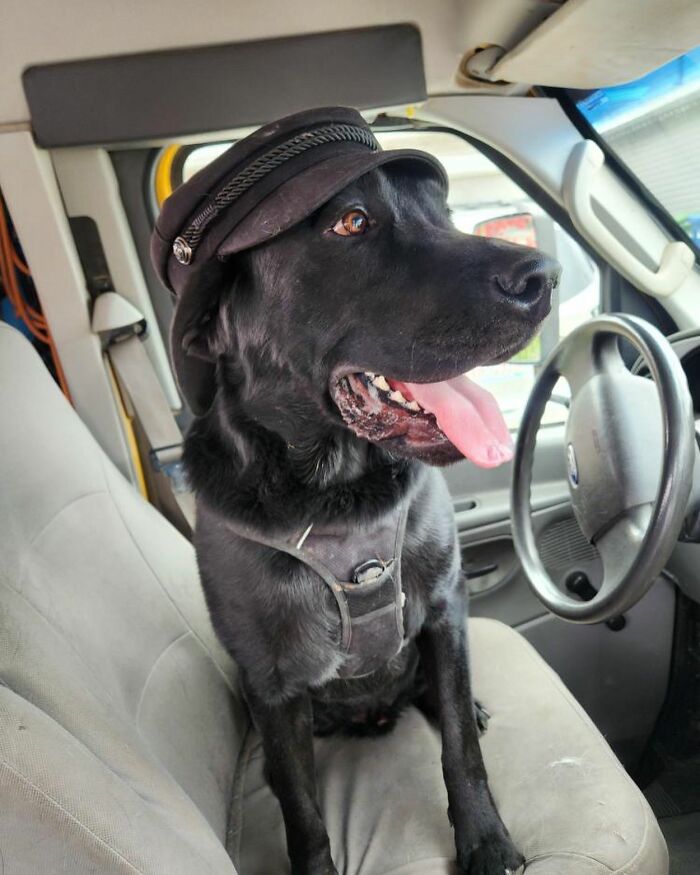Guy Converts A School Bus To Take Dogs On Daily Adventures