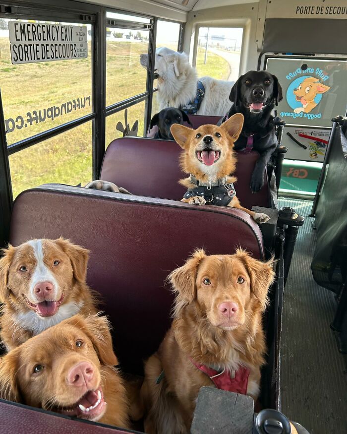 Guy Converts A School Bus To Take Dogs On Daily Adventures