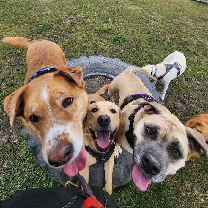 Guy Converts A School Bus To Take Dogs On Daily Adventures