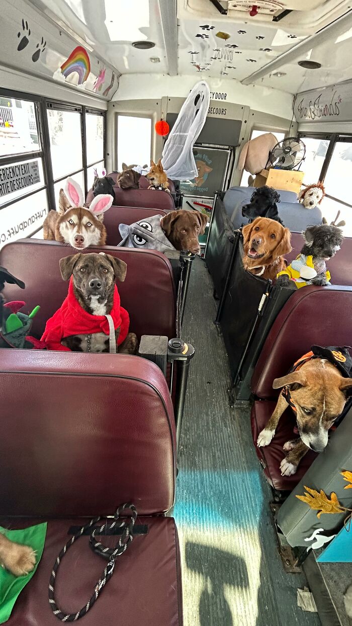Guy Converts A School Bus To Take Dogs On Daily Adventures