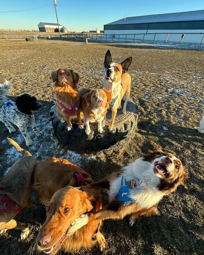 Guy Converts A School Bus To Take Dogs On Daily Adventures