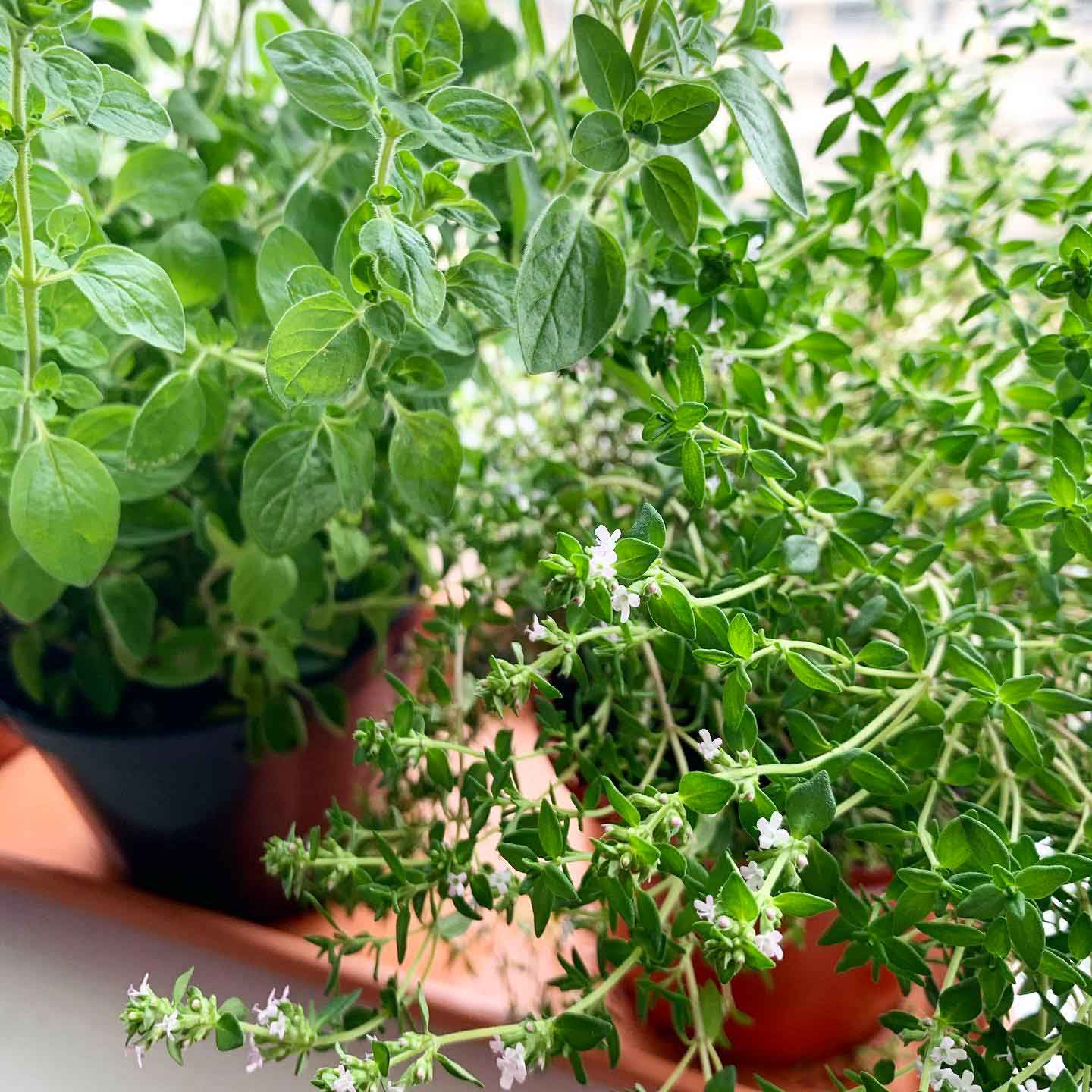 Oregano (Origanum vulgare) and thyme (Thymus vulgaris) on a windowsill Oregano (Origanum vulgare) and thyme (Thymus vulgaris) on a windowsill