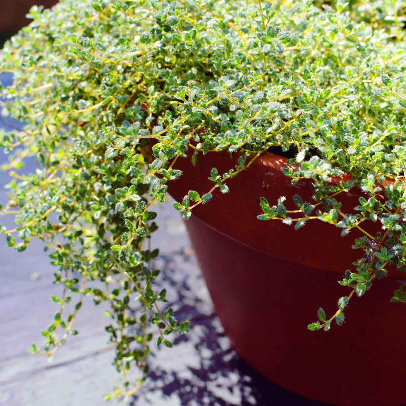Fresh thyme (Thymus vulgaris) spilling over the edges of its planter Fresh thyme (Thymus vulgaris) spilling over the edges of its planter
