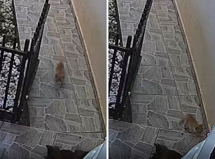 This Week A Stray Baby Entered My House And Went By 2 Big Dogs Just To Be Adopted