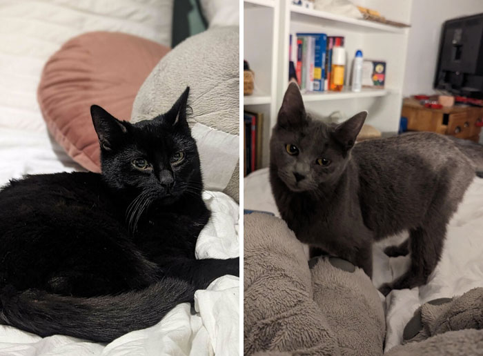 I Adopted This Cute Babies Today And The Shelter Claimed They Had "A Bit Of Diarrhea But Since They Changed Their Food It Was Better". They Already Pooped A Million Times. And It Smells Like Death