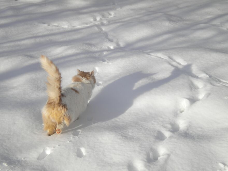 Amazing Cat Registering