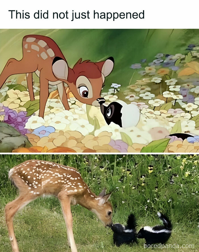 Animals-Doing-Things-Memes-Pics