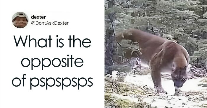 “Animals Doing Things”: 50 Funny And Wholesome Animal Memes And Pics To Make You Smile