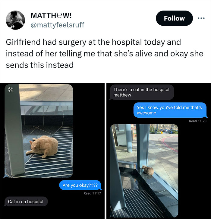 Animals-Doing-Things-Memes-Pics