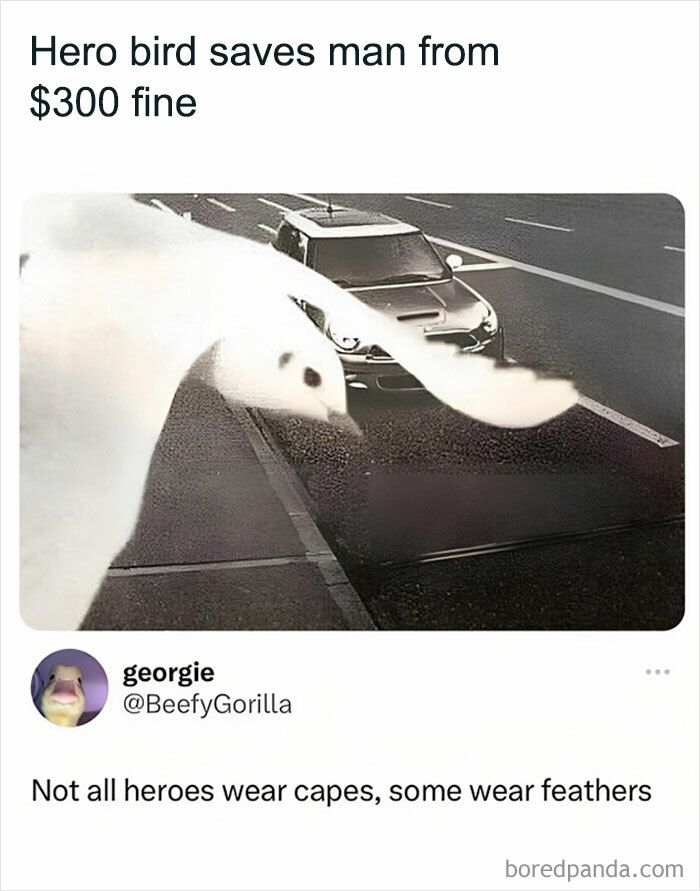 Animals-Doing-Things-Memes-Pics