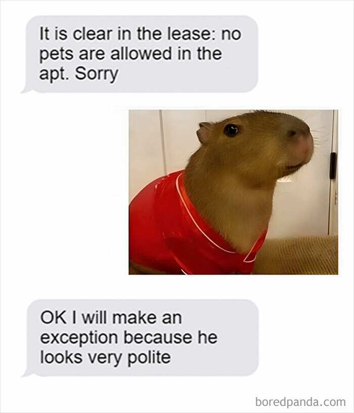 Animals-Doing-Things-Memes-Pics