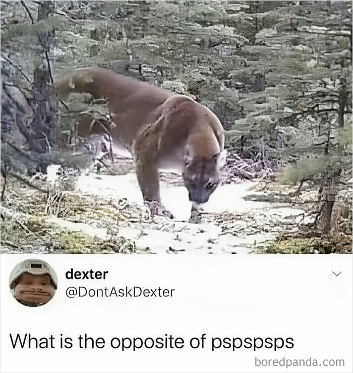 Animals-Doing-Things-Memes-Pics