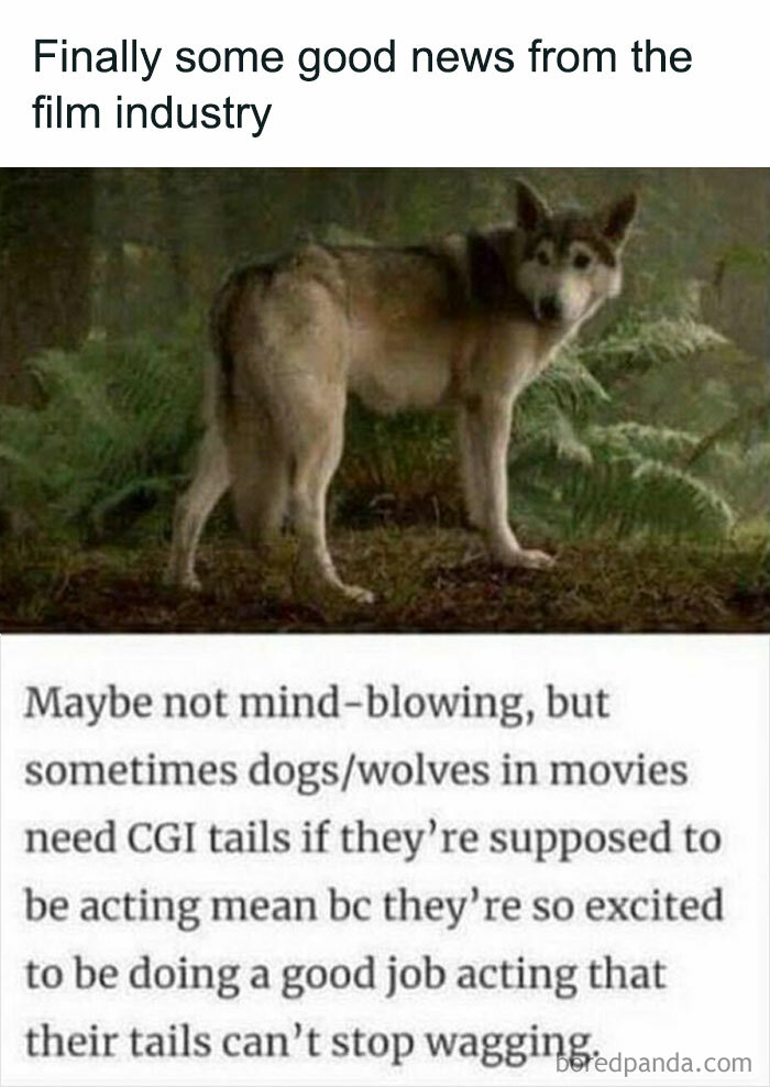 Animals-Doing-Things-Memes-Pics