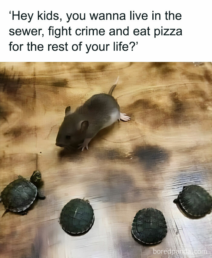 Animals-Doing-Things-Memes-Pics